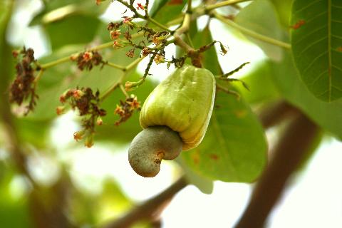 Fruits in Goa - Download Goa Photos